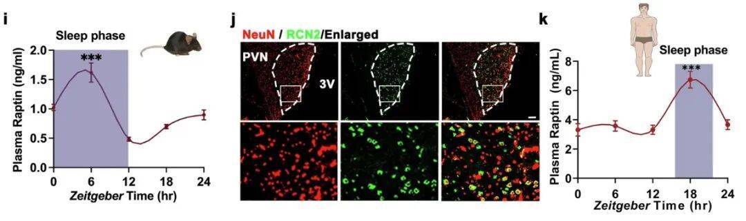 多睡1小时<strong></p>
<p>虚拟币挖矿整治措施</strong>,两周瘦1斤?不知道的亏大了