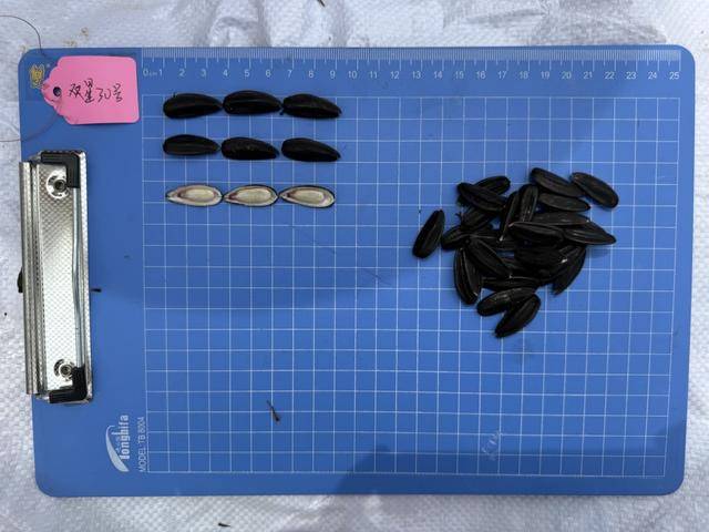 紫色向日葵、多彩胡萝卜、双色火龙果亮相青岛<strong></p>
<p>虚拟币挖矿整治措施</strong>,种子盛会变身“未来食物实验室”