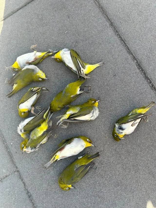 北京一座大厦楼下躺了14只鸟<strong></p>
<p>虚拟贸币</strong>,12只已死亡!元凶竟是玻璃