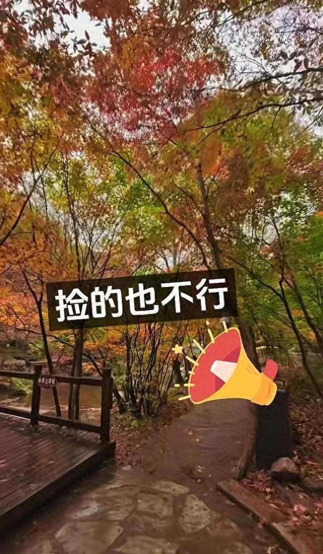 辽宁一景区禁止游客捡枫叶<strong></p>
<p>虚拟币挖矿</strong>，手持枫叶也不行，工作人员：为保护自然环境
