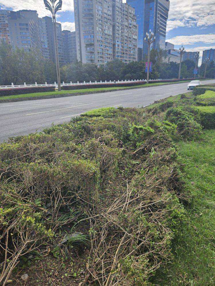 成都发生一起严重交通事故<strong></p>
<p>整治工作自查报告</strong>，上游新闻实地探访：燃烧留下的印记仍在