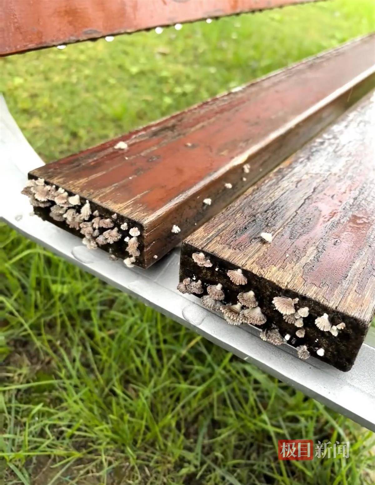 西安连续一个多月降雨遍地长蘑菇<strong></p>
<p>整治工作自查报告</strong>,大雁塔受潮,城墙布满青苔,气象局解释成因