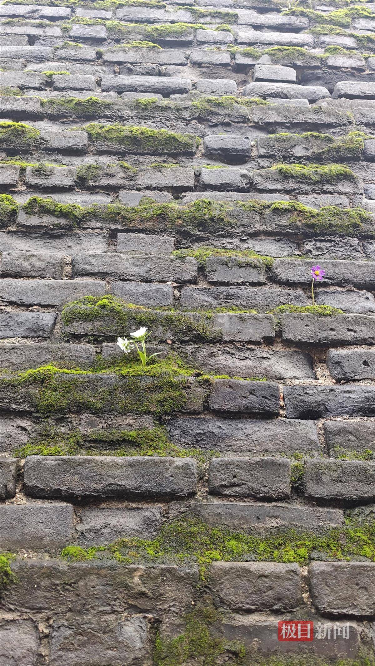 西安连续一个多月降雨遍地长蘑菇<strong></p>
<p>整治工作自查报告</strong>,大雁塔受潮,城墙布满青苔,气象局解释成因