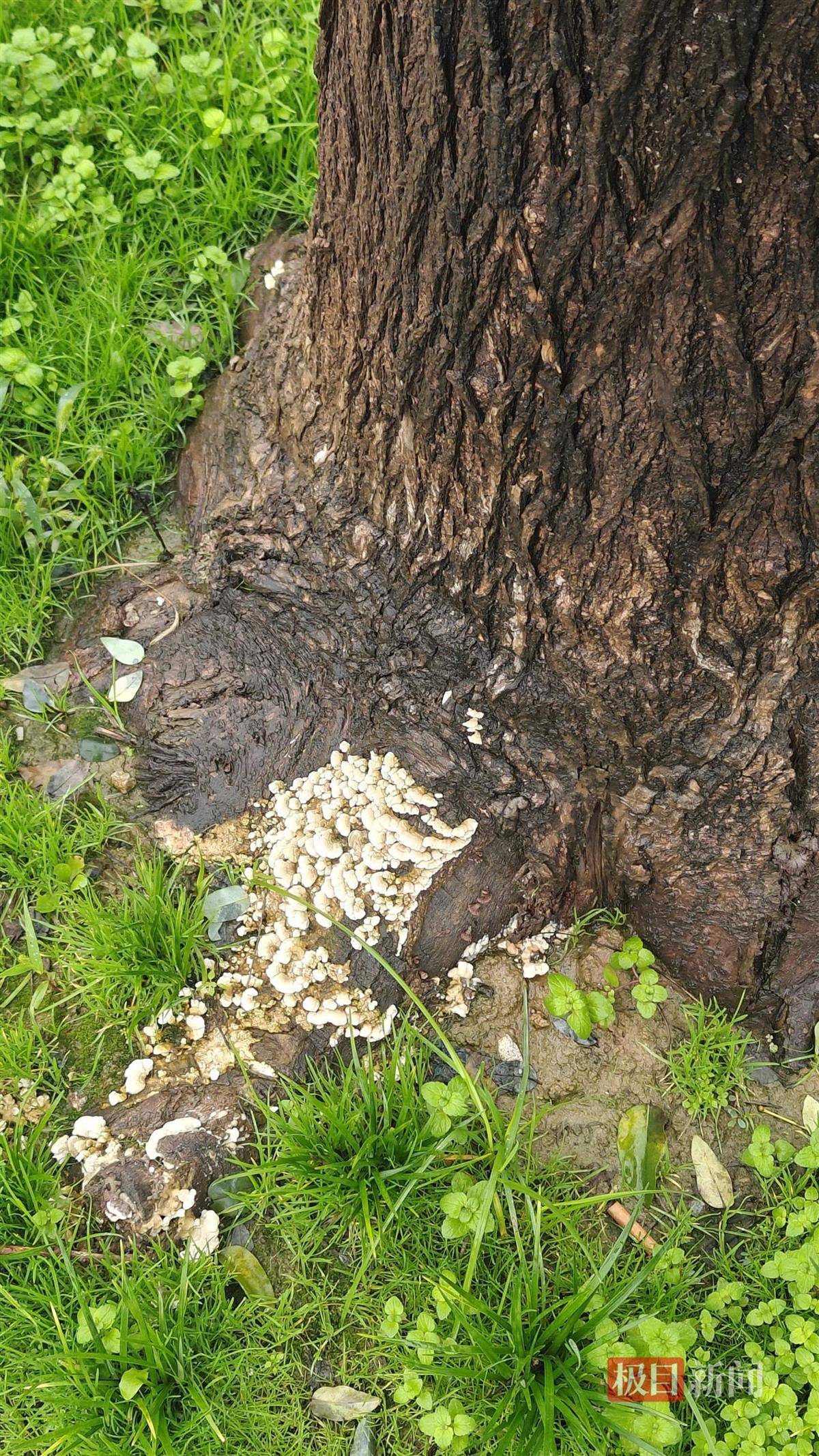 西安连续一个多月降雨遍地长蘑菇<strong></p>
<p>整治工作自查报告</strong>,大雁塔受潮,城墙布满青苔,气象局解释成因