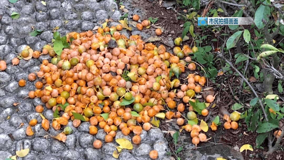 不要捡<strong></p>
<p>整治工作自查报告</strong>！不要吃！昆明街头正大量出现……