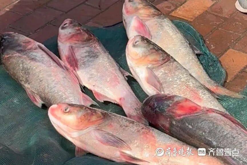 “鱼多得数不过来<strong></p>
<p>虚拟币奇迹币</strong>，一网子下去能捞好几条”济南锦绣川水库开闸放水，大量鲢鱼被冲出，工作人员：禁止捕捞！