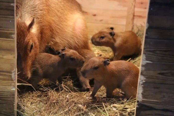 出生1小时就能独立行走<strong></p>
<p>快手直播送礼物</strong>，济南动物园“果果”和“豚豚”的4只新生幼崽，周末和市民见面