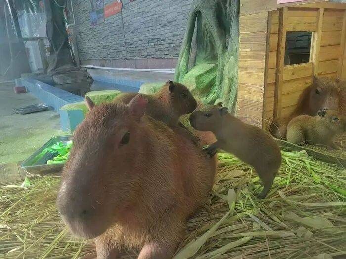 出生1小时就能独立行走<strong></p>
<p>快手直播送礼物</strong>，济南动物园“果果”和“豚豚”的4只新生幼崽，周末和市民见面