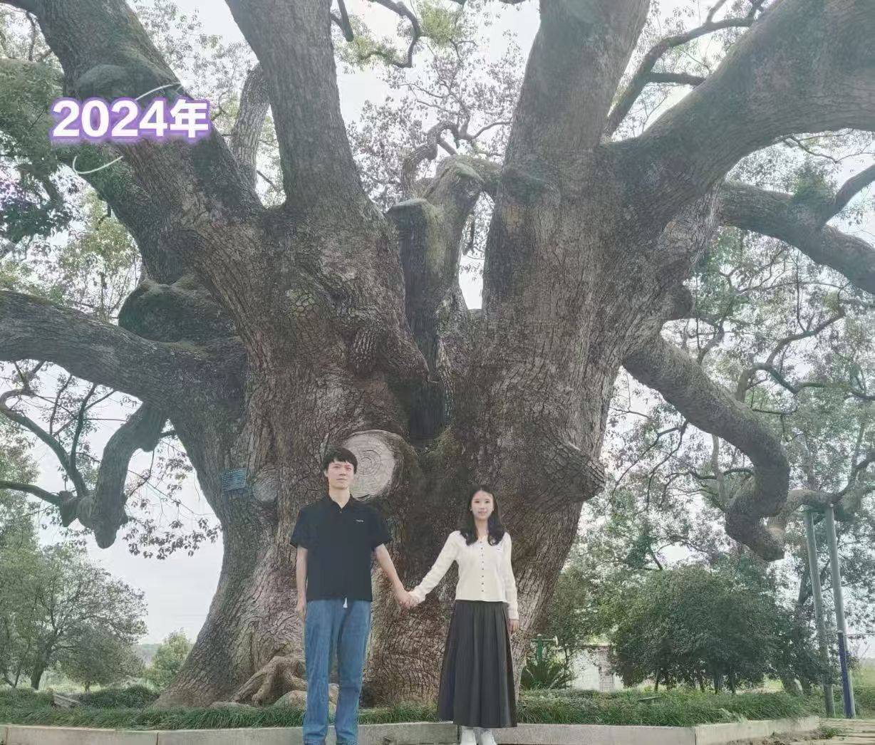 岳阳情侣连续9年在家乡千年古樟树下合影<strong></p>
<p>快手直播送礼物</strong>,今年国庆终修正果:希望爱情像古树一样长久