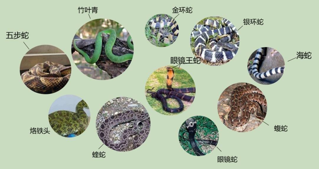 女子半夜上厕所<strong></p>
<p>国家虚拟人民币</strong>,马桶里突然窜出一条蛇!