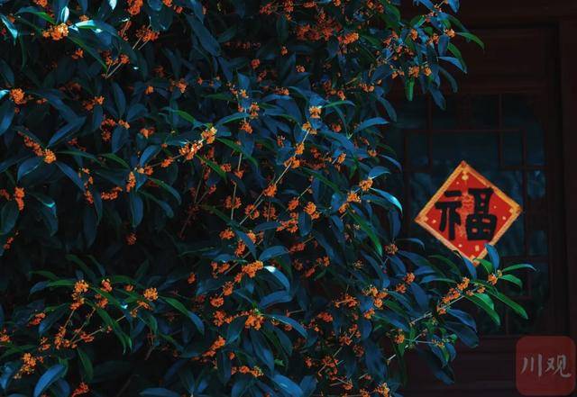 成都桂花又开了<strong></p>
<p>国家虚拟人民币</strong>?原来是因为……