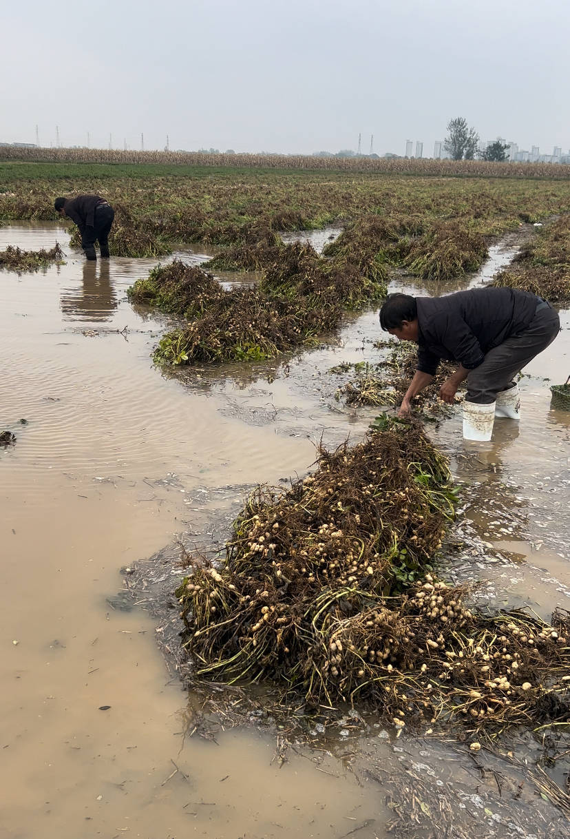 夏旱之后又秋涝<strong></p>
<p>虚拟币的经营模式</strong>,一位河南农户的花生抢收战