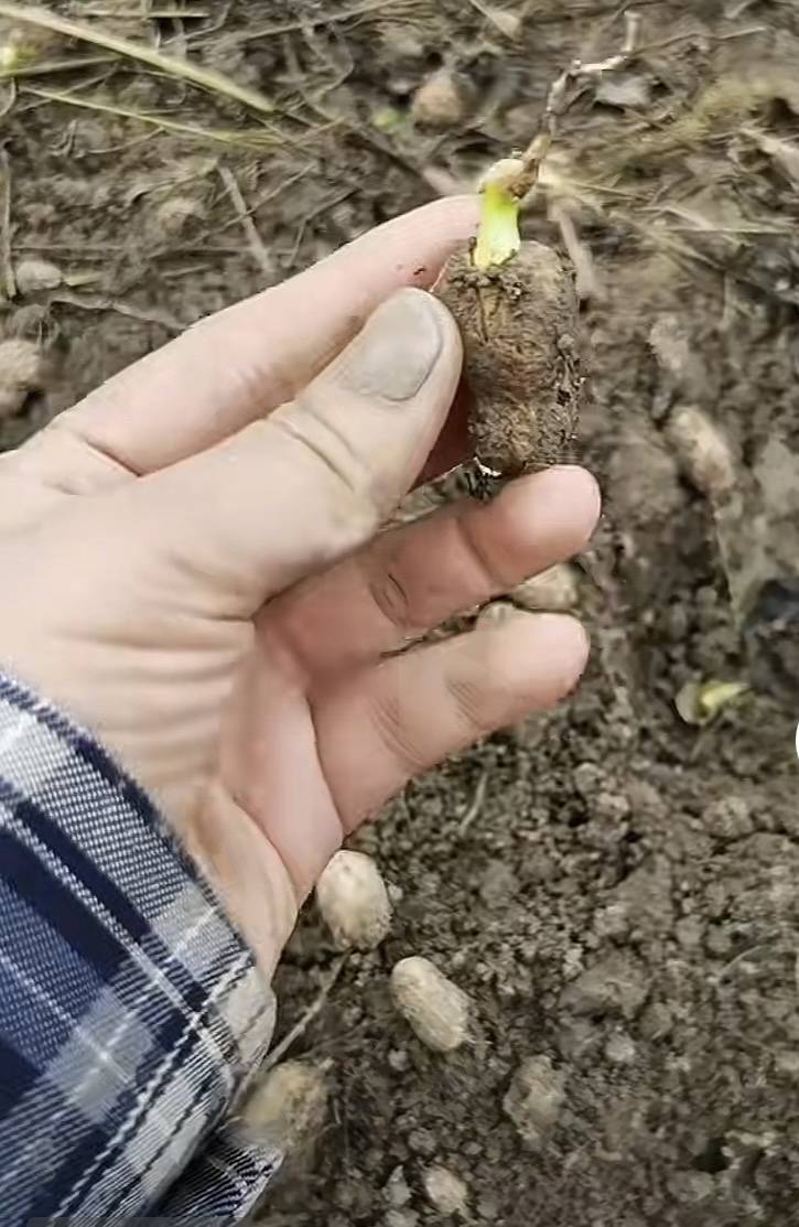 夏旱之后又秋涝<strong></p>
<p>虚拟币的经营模式</strong>,一位河南农户的花生抢收战