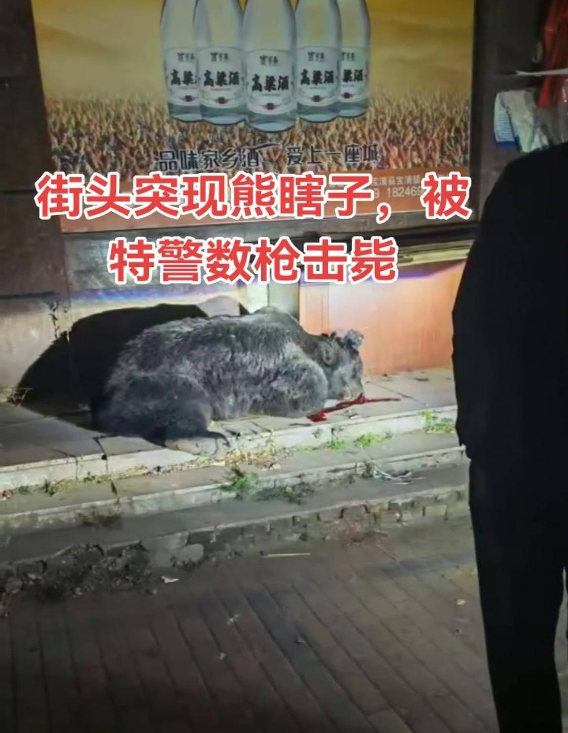 大黑熊夜里独闯黑龙江一县城闹市区<strong></p>
<p>虚拟币的经营模式</strong>,警方连开10多枪击毙,回应为何没用麻醉枪