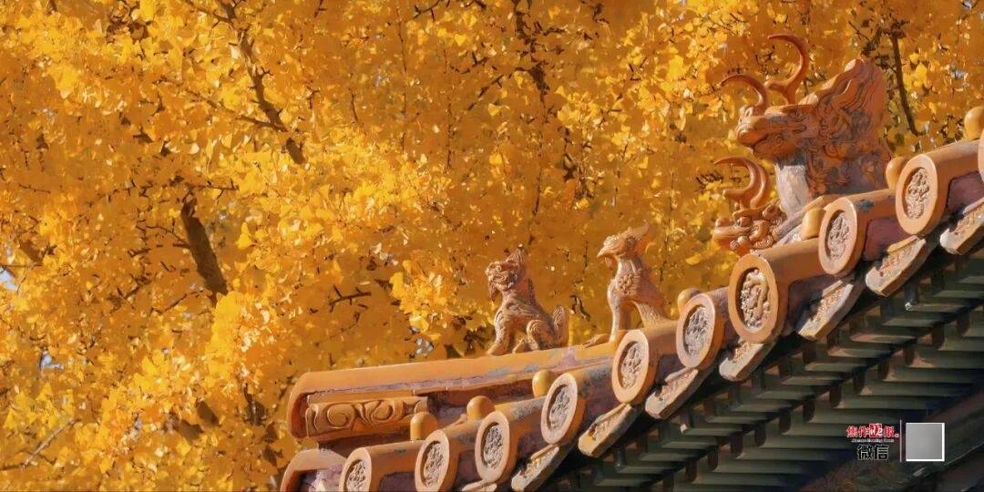 银杏金黄<strong></p>
<p>虚拟币的经营模式</strong>!铺满焦作的秋天!