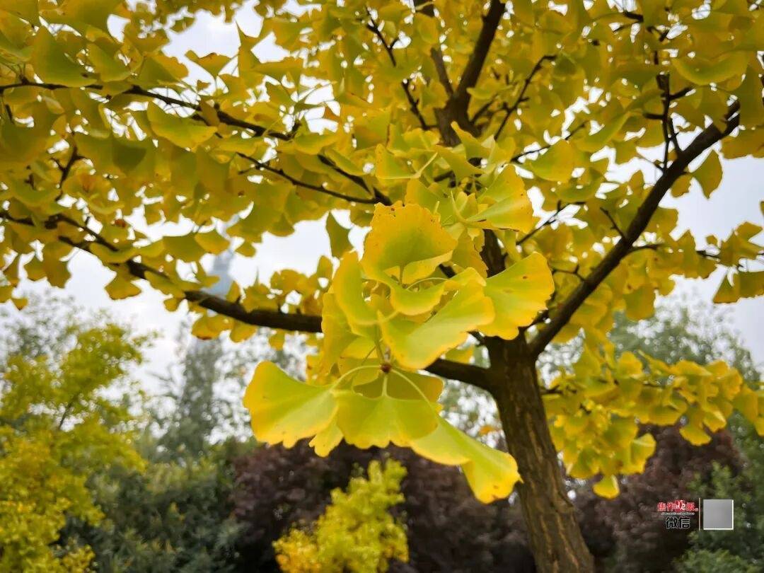 银杏金黄<strong></p>
<p>虚拟币的经营模式</strong>!铺满焦作的秋天!