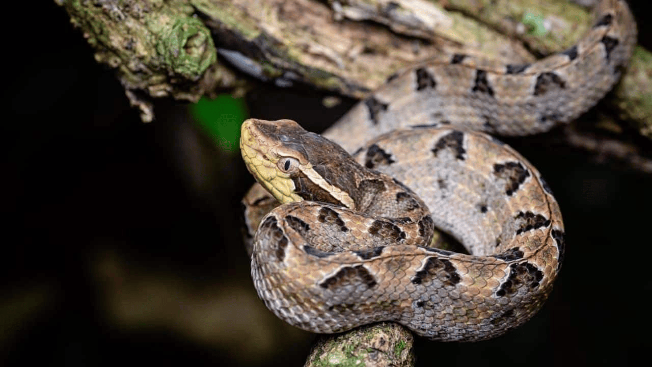 泰国女子在ATM机取钱<strong></p>
<p>招聘虚拟币运营</strong>,取款口突然窜出一条蛇