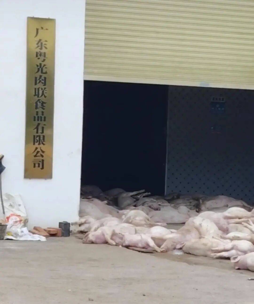 广东一肉联公司门口堆满死猪<strong></p>
<p>甘肃虚拟币挖矿</strong>,官方:7人被控制