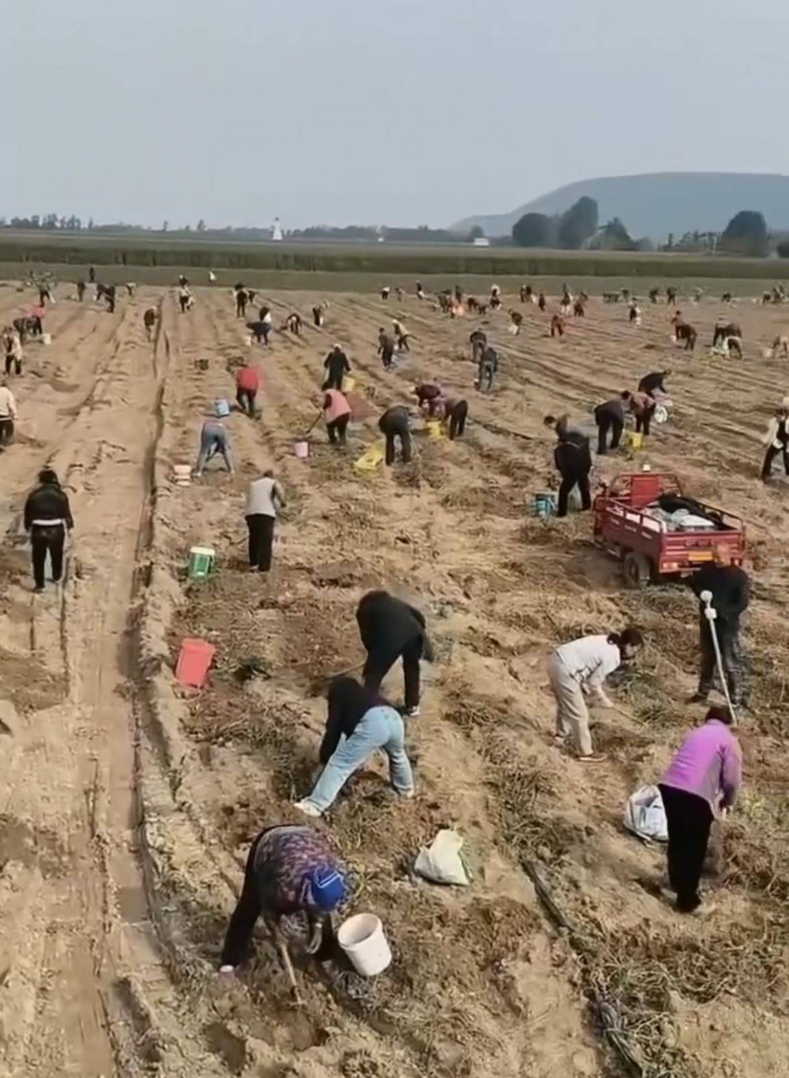 数百人冲进地里捡红薯<strong></p>
<p>虚拟币</strong>,田主称是秋收剩下的,网友:免费翻地,利人利己