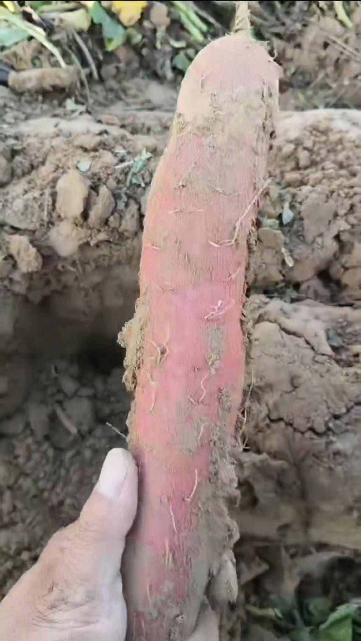 数百人冲进地里捡红薯<strong></p>
<p>虚拟币</strong>,田主称是秋收剩下的,网友:免费翻地,利人利己