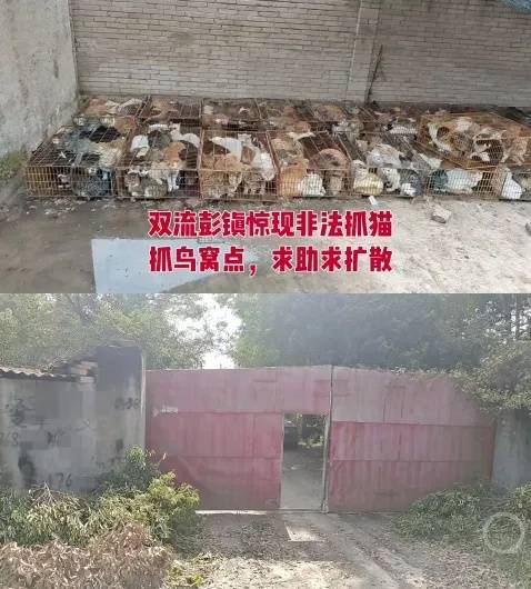 “成都一空置房非法囤猫”?官方通报:共发现被困小猫102只<strong></p>
<p>虚拟币</strong>,未发现虐猫行为