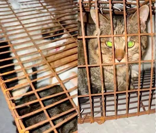 “成都一空置房非法囤猫”?官方通报:共发现被困小猫102只<strong></p>
<p>虚拟币</strong>,未发现虐猫行为