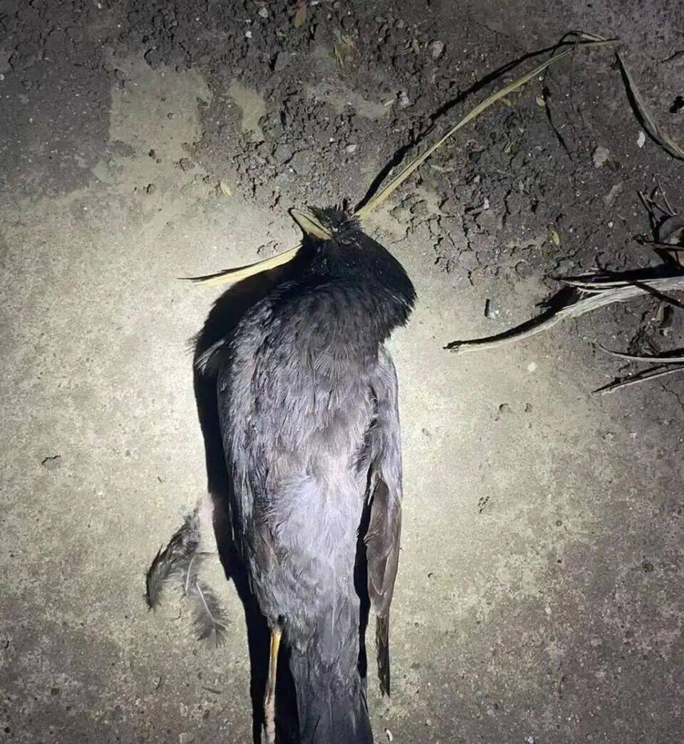 打开冰箱后民警懵了<strong></p>
<p>株洲虚拟币传销</strong>!男子"攒"了44只国家保护动物,供自己食用...