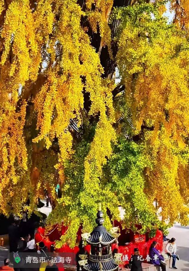 错过等一年!青岛1600岁“银杏王”满树金黄<strong></p>
<p>虚拟币母币字币值钱吗</strong>,打卡的人“鼓”了