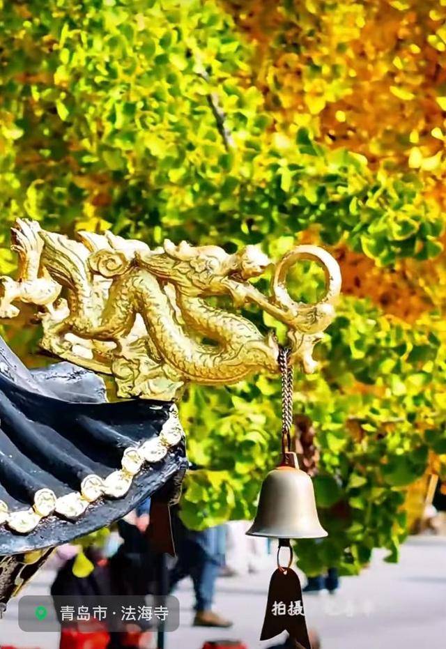 错过等一年!青岛1600岁“银杏王”满树金黄<strong></p>
<p>虚拟币母币字币值钱吗</strong>,打卡的人“鼓”了