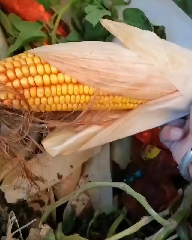 女子疑因拍亲姑姑偷玉米遭姑父棍杀<strong></p>
<p>各种虚拟币币符号</strong>,邻居欲报警也遇害