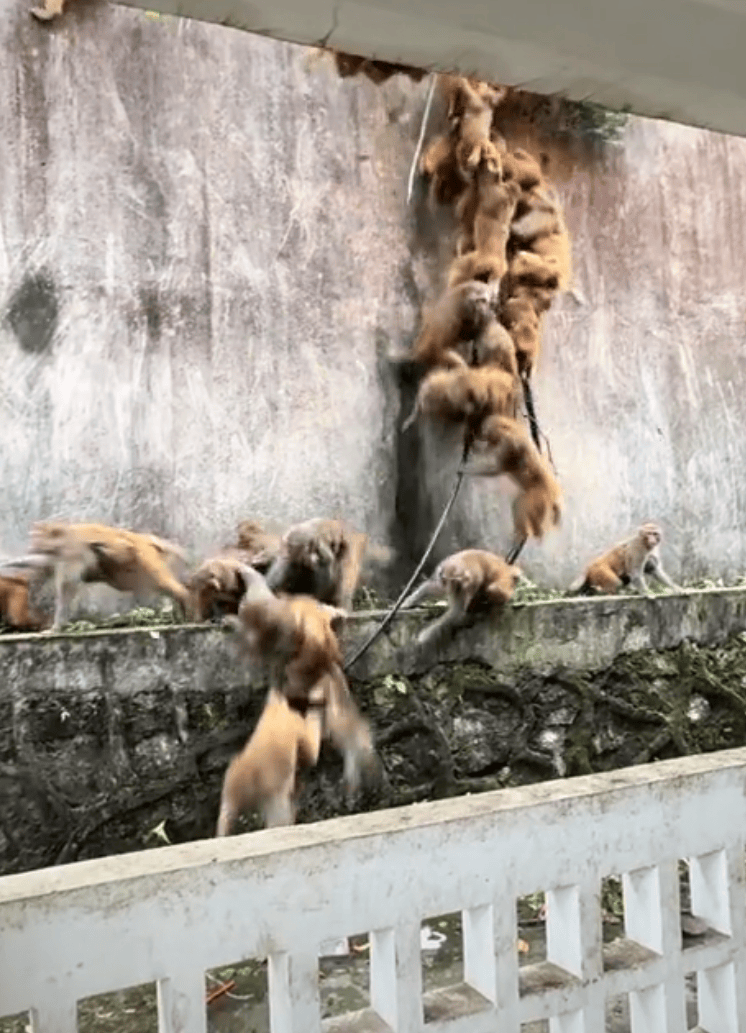 贵阳黔灵山下起“猴子雨”？当地称属猴群正常活动，曾发猕猴分流公告：数量远超承载力