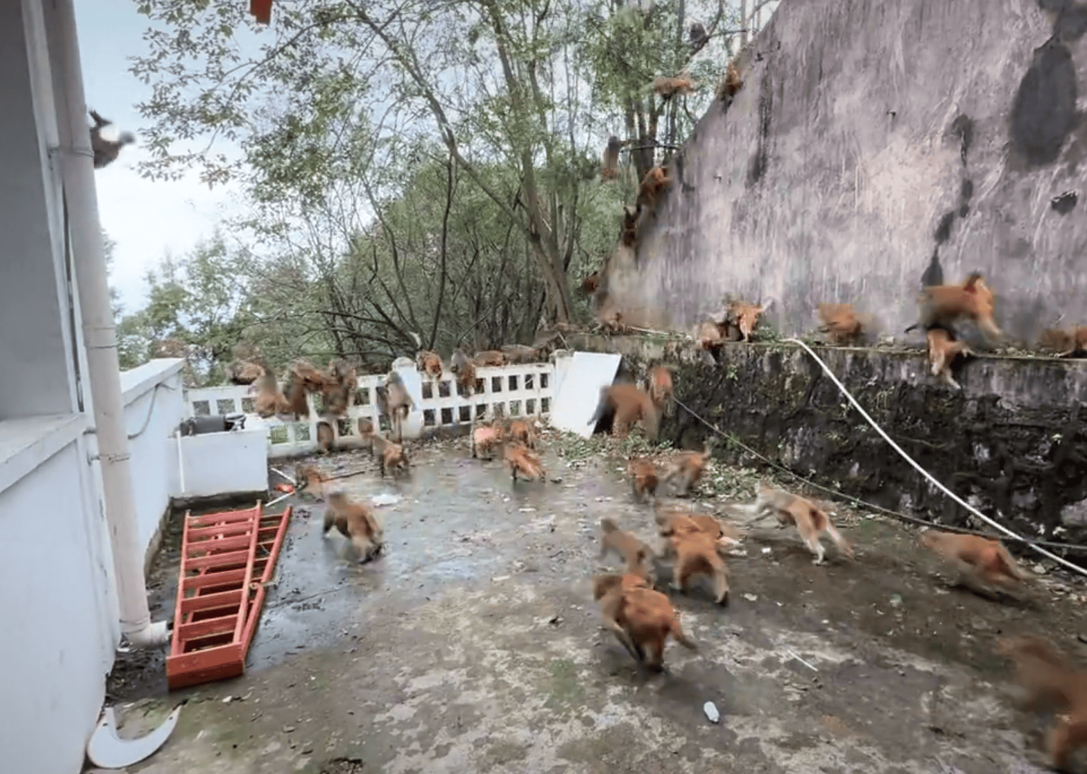 贵阳黔灵山下起“猴子雨”？当地称属猴群正常活动<strong></p>
<p>2021年最有潜力的虚拟币排行</strong>，曾发猕猴分流公告：数量远超承载力