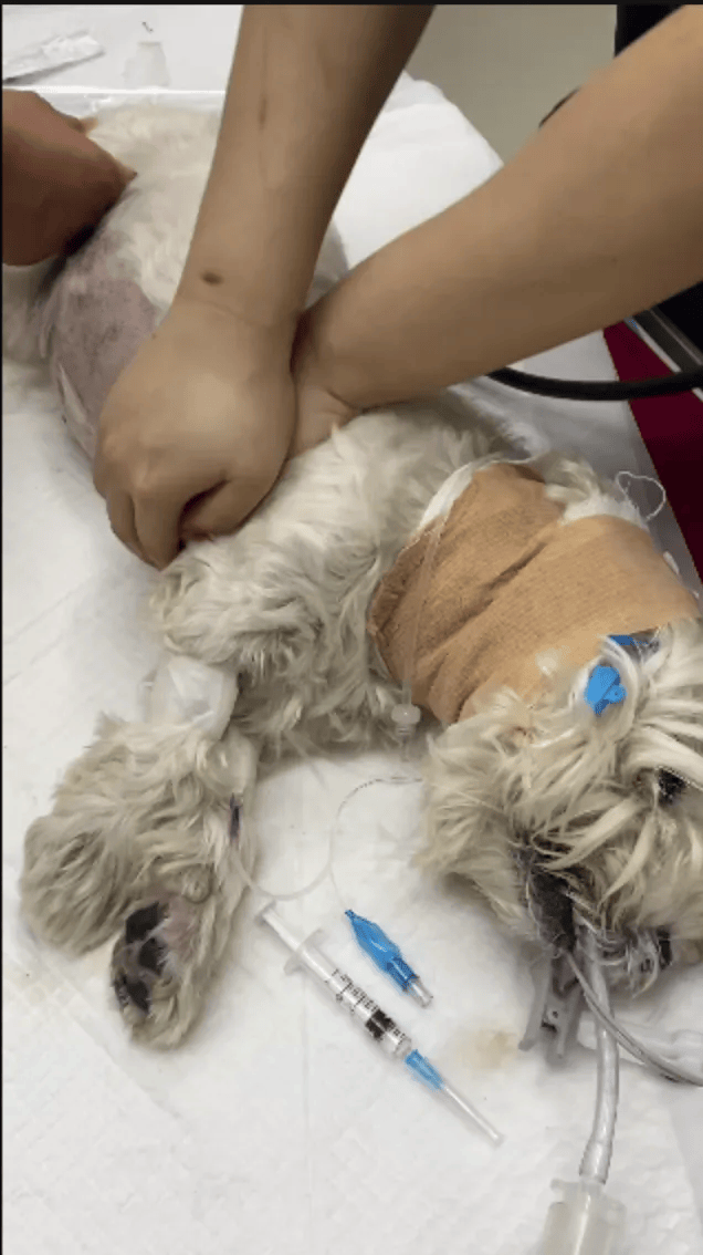 在小区投毒致9条狗死亡<strong></p>
<p>虚拟币之间兑换</strong>,男子获刑4年!