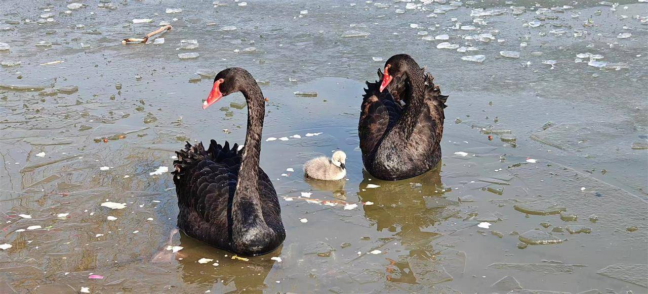 多只小天鹅被冻在公园冰面死亡?园方:已接到意见<strong></p>
<p>国内虚拟币交易清除</strong>,将进一步反馈