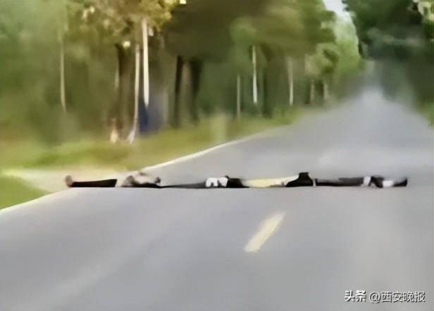 四名儿童排队横躺马路上扮演“减速带”<strong></p>
<p>央视报道的五种虚拟币</strong>,司机:“远看以为是塑料袋”